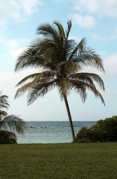 Palm on the Beach Stock Photos
