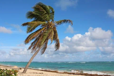 Palm on the Beach Foto stock
