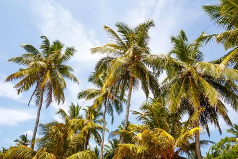 Palm on the beach Stock Photos