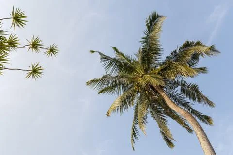  	Palm on the beach Stock Photos