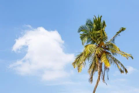 Palm on beach Stock Photos