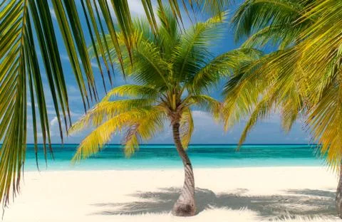 Palm Beach Stock Photos