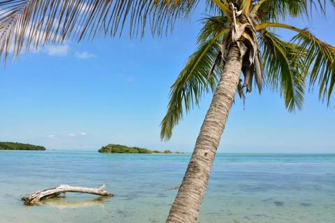 Palm beach Stock Photos