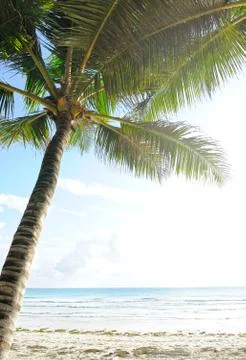 Palm on beach Stock Photos