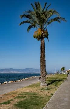 Palm on the beach Stock Photos