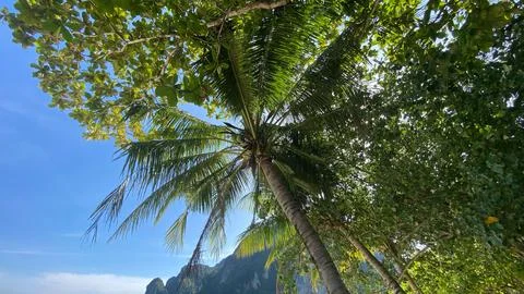Palm-on-the-beach Stock Photos