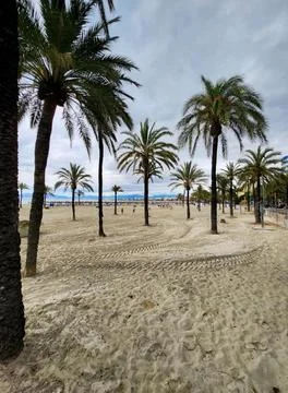 Palm Beach Sand Path Stock Photos