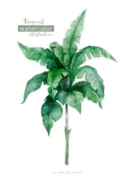 Palm beach tree leaf jungle botanical illustration. Watercolor background iso Stock Illustration