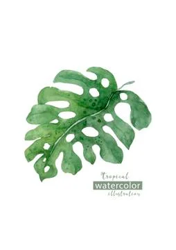 Palm beach tree leaf jungle botanical illustration. Watercolor background iso Stock Illustration