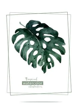 Palm beach tree leaf jungle botanical illustration. Watercolor background iso Stock Illustration