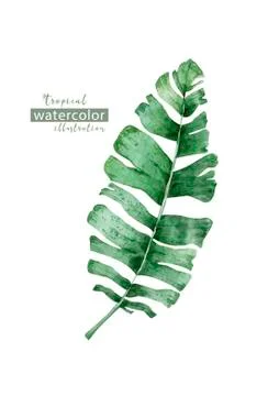Palm beach tree leaf jungle botanical illustration. Watercolor background iso Stock Illustration