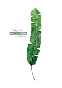 Palm beach tree leaf jungle botanical illustration. Watercolor background iso Stock Illustration