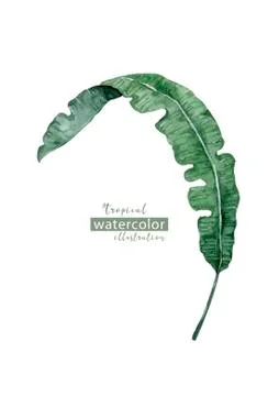 Palm beach tree leaf jungle botanical illustration. Watercolor background iso Stock Illustration
