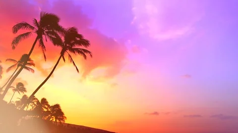 Palm Beach Tropical Background Sky, Vacation Trees Silhouette Sun Landscape Stock Footage 83605769