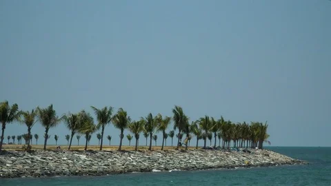 Palm beach1 動画素材 107195819