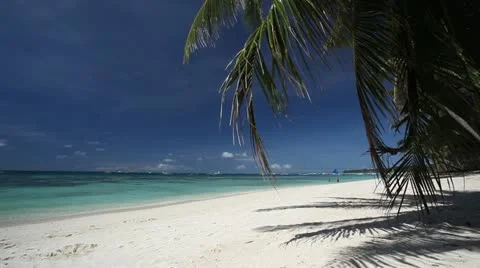 Palm on beautiful beach with white sand Stock Footage