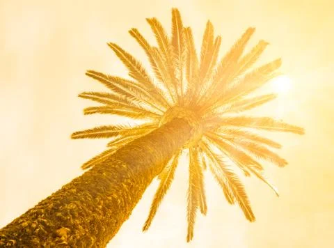 Palm from below Stock Photos