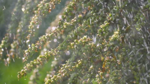 Palm Berries Growing on Palm Tree Being Showered with Water in Slow Motion Vidéo 340855516