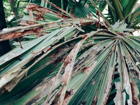 Palm big leaf Stock Photos