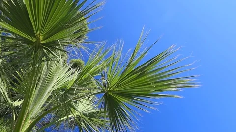 Palm on blue sky background Stock Footage