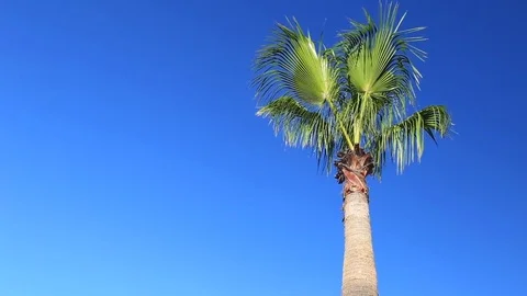 Palm on blue sky background Video stock 83575177