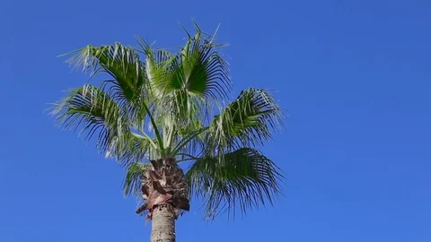 Palm on blue sky background Video stock 83575357