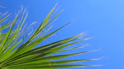Palm on blue sky background Stock Footage 83575540