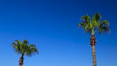 Palm on blue sky background Video stock 83575699