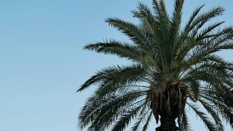 Palm on blue sky background Stock Footage 96486318