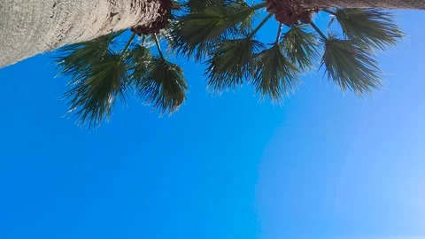 Palm on Blue Sky Background. Palm Tree. Summer Beach Background Palm Trees. Stock Footage 243186965