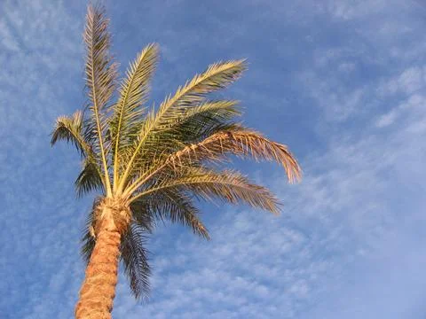 Palm on blue sky background Stock Photos