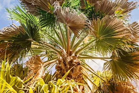 Palm on blue sky background. Stock Photos