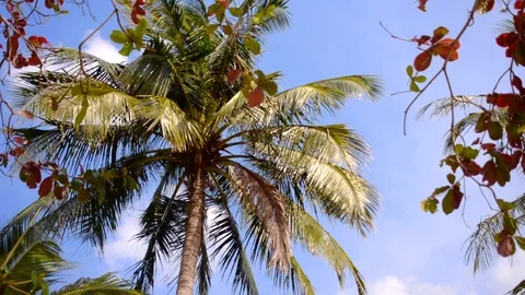 Palm on the blue sky Stock Footage 95775843