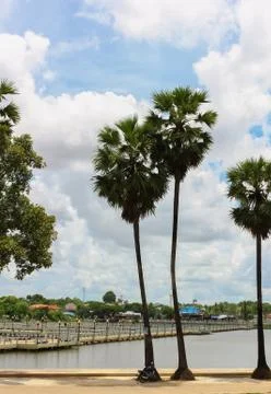 Palm with blue sky Stock Photos