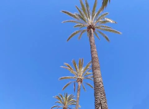 Palm on a blue sky Stock Photos