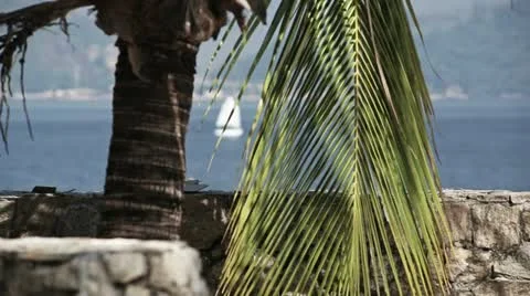 Palm on the boardwalk. Stockbeeldmateriaal 12371814