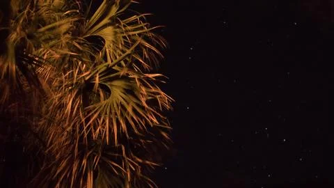 Palm Bokeh 库存照片