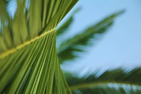 Palm Branch Background Foto stock