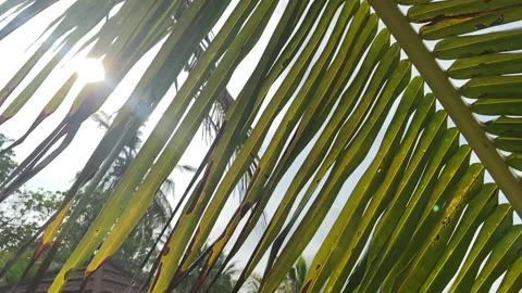 Palm branch on the background of the sky 스톡 동영상 157401890