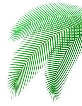 Palm branch illustration Stock Illustration
