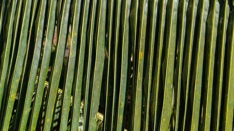 Palm branch leaf close-up, background and texture of the plant Stock Photos