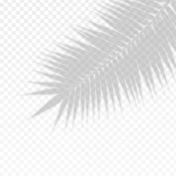 Palm Branch Leaf Overlay Effect Transparent Shadow. Vector 스톡 일러스트