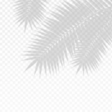 Palm Branch Leaf Overlay Effect Transparent Shadow. Vector Stock Illustration