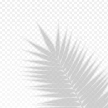 Palm Branch Leaf Overlay Effect Transparent Shadow. Vector 스톡 일러스트