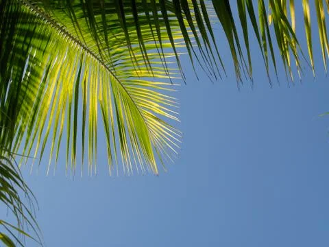 Palm Branch Stock Photos