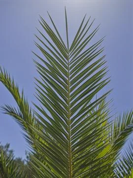 Palm branch Stock Photos
