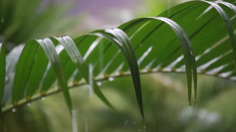 Palm branch with rain dropping slow motion.  Stock Footage 219508588