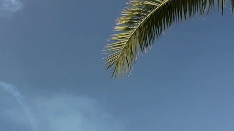 The palm branch in the wind Stock Footage 77247065