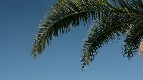 The palm branch in the wind Stock Footage 77247103