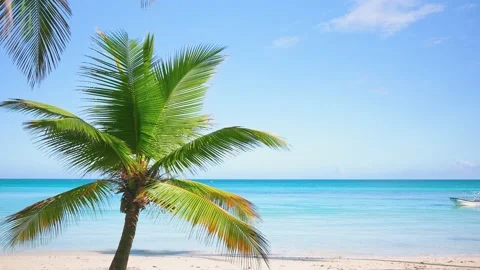 Palm branches against the backdrop of a beautiful sky and blue ocean. Stock Footage 231097571